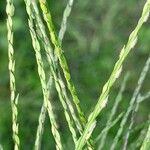 Digitaria sanguinalis Leaf