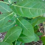 Calotropis gigantea Hoja