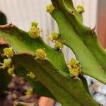Euphorbia antiquorum Flower