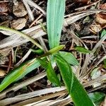 Plantago atrata Blad