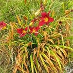 Hemerocallis minor Costuma