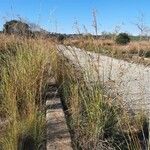 Hyparrhenia hirta Habitat