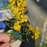 Rorippa sylvestris Flower
