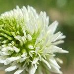 Trifolium montanum 花