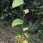 Cissus rotundifolia Hábito