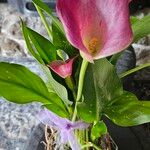 Zantedeschia rehmannii ফুল