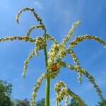 Rheum palmatum 花