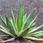 Agave lophantha Листок