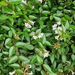 Abelia x grandiflora Altres