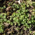 Alchemilla arvensis Vekstform