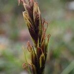 Carex uncinioides 花