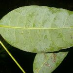 Faramea occidentalis Leaf