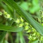 Cenchrus echinatus Fruit