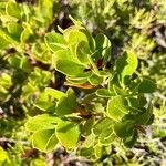 Arctostaphylos uva-ursi পাতা