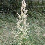 Agrostis stolonifera Květ