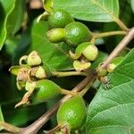 Psidium guineense Plod