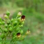 Scrophularia nodosa Virág