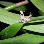 Scaphyglottis minutiflora Other