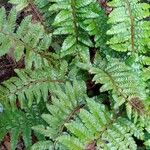 Polystichum polyblepharum Hábito
