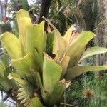 Billbergia pyramidalis Leaf