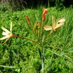 Ixia paniculata 花