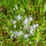 Chromolaena odorata Blüte