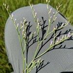 Limonium carolinianum Цветок