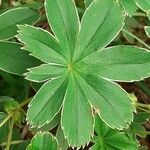 Alchemilla pallens Leaf