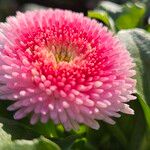 Bellis perennis 花