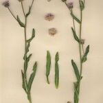 Erigeron atticus Libunga