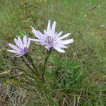 Scorzonera purpurea Flower