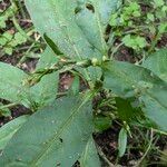 Persicaria hydropiper Fruit