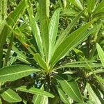 Breonadia salicina Leaf