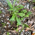 Anaphalis margaritacea Blad