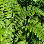 Dryopteris villarii Fulla