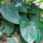 Philodendron hederaceum Fulla