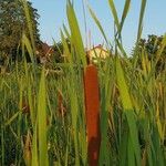 Typha × glauca Fruit