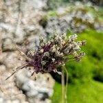 Allium carinatum Ffrwyth