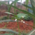 Solanum americanumFlors