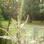 Amaranthus palmeri ഇല