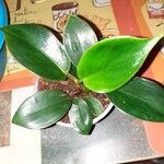 Peperomia maculosa Blad