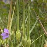 Erodium ciconium 果實