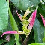 Heliconia psittacorum Květ