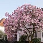 Magnolia × soulangeana Облик