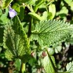 Nepeta grandiflora Hoja