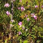 Pogonia ophioglossoides Kukka