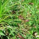 Carex montana Lorea