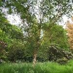 Betula costata Habit