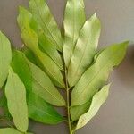 Hylodendron gabunense Hoja