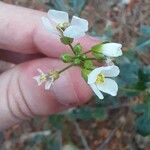 Diplotaxis erucoidesFlower